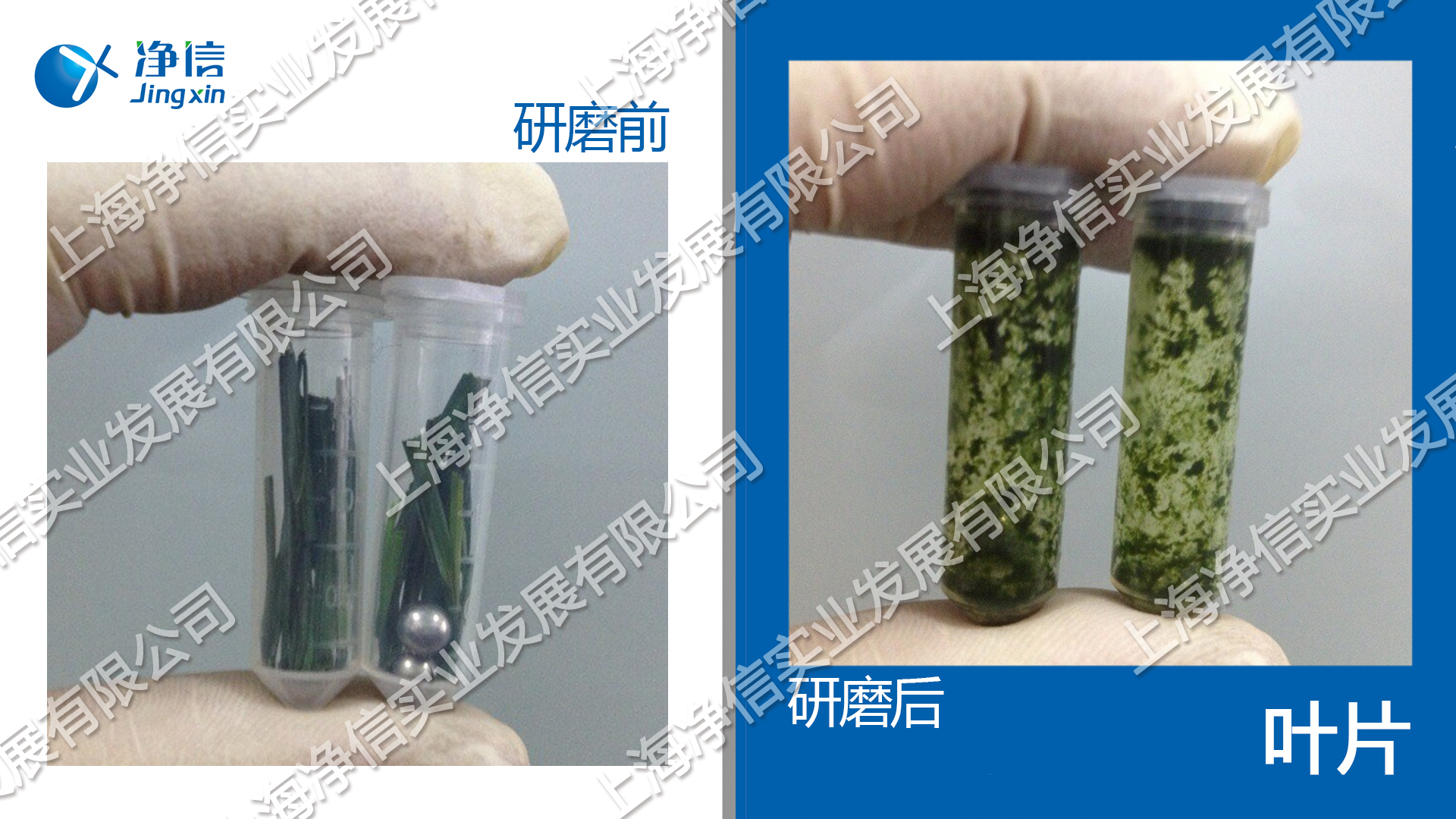 生物样品均质器 型号：Tissuelyser-24l